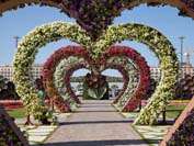 迪拜奇迹花园耗费4500万株鲜花