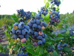 蓝莓的种植和管理要点