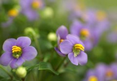 家庭园艺紫芳草的种植方法