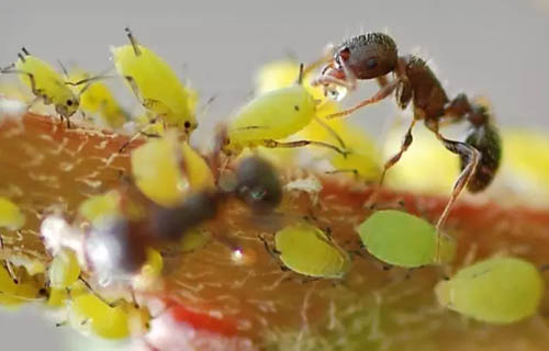 家庭养花害虫蚜虫