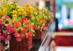 花卉网：家庭养花室内植物搭配与造景百科全书