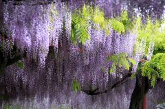 家庭园艺：盘点紫藤只长叶不开花的原因有哪些