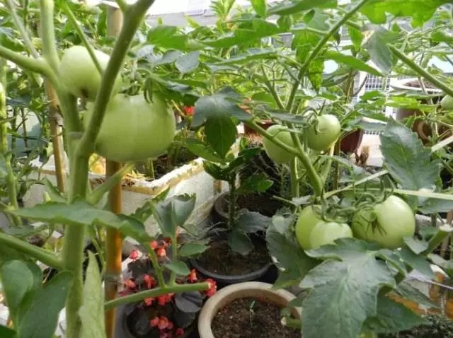 在阳台花园上怎么种植盆栽西红柿