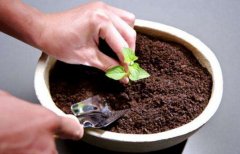 怎么预防花园花盆盆土的板结?