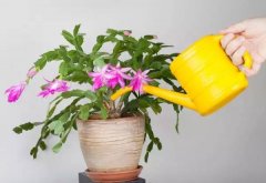 家庭园艺植物盆栽浇水有什么注意事项？