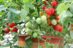 可以在阳台上种盆栽西红柿吗？