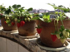 怎么在阳台种草莓？草莓能在家自己种吗？草莓能自己种活吗？