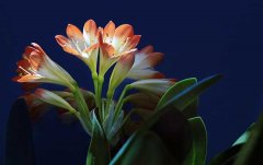 花诗花语:君子兰的花朵有哪些特别寓意