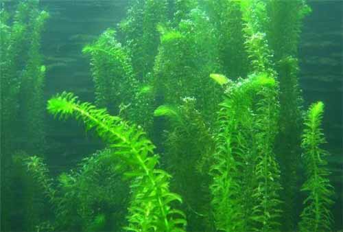 到底金鱼藻和绿菊草是同一种植物吗