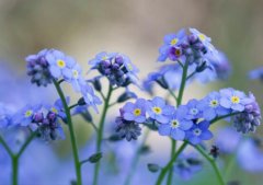园艺科普：什么植物花卉会开蓝色的小花？