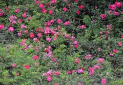 山上挖的带刺的野蔷薇可以嫁接或者根接月季吗?