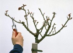 用“三股六叉十二枝”的修剪方法修剪果树,该怎么修剪?