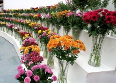 国内花卉市场中,成交额最大是什么花卉?
