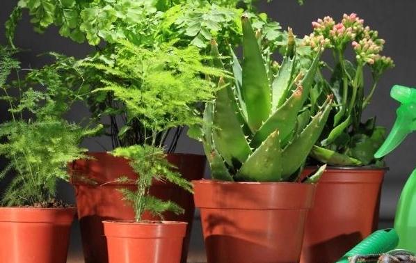 家庭园艺盆栽该如何养护?