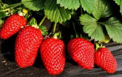 草莓叶子受药害,该怎么解决?