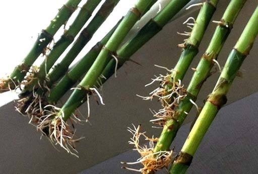 富贵竹怎么养容易生根？