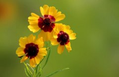蛇目菊的栽培技术以及繁殖方式、花语:恳切的喜悦