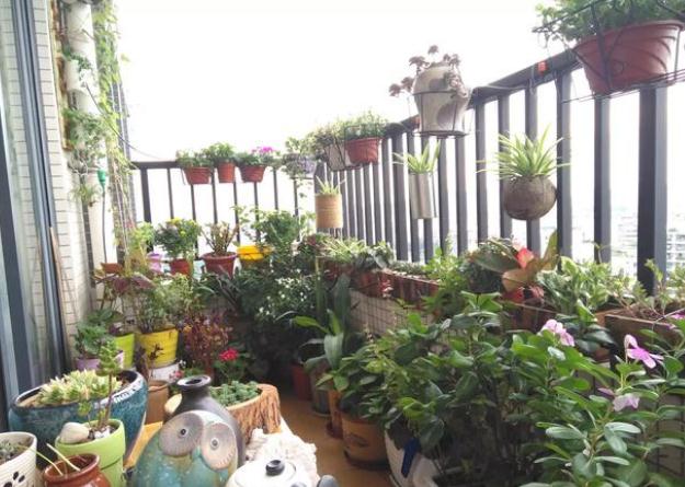 广东当地居民楼阳台适合种什么植物?