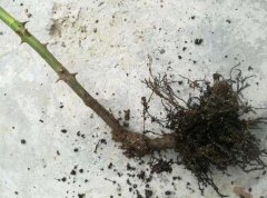 养护月季花的过程中,枝条干枯的情况原因是什么？